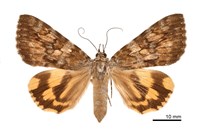 藏品(雲霧裳蛾)的圖片